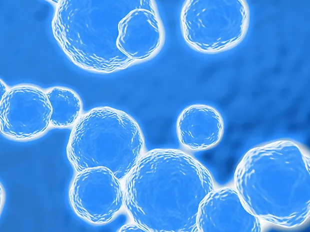 Bacteria stained blue under a microscope