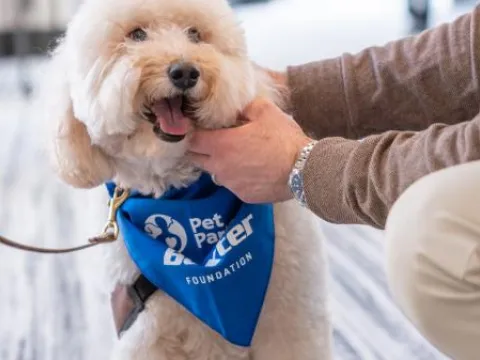 Pet Partners therapy dog wearing Baxter bandana